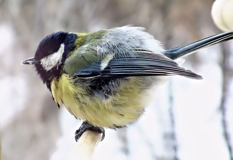 Японская синица