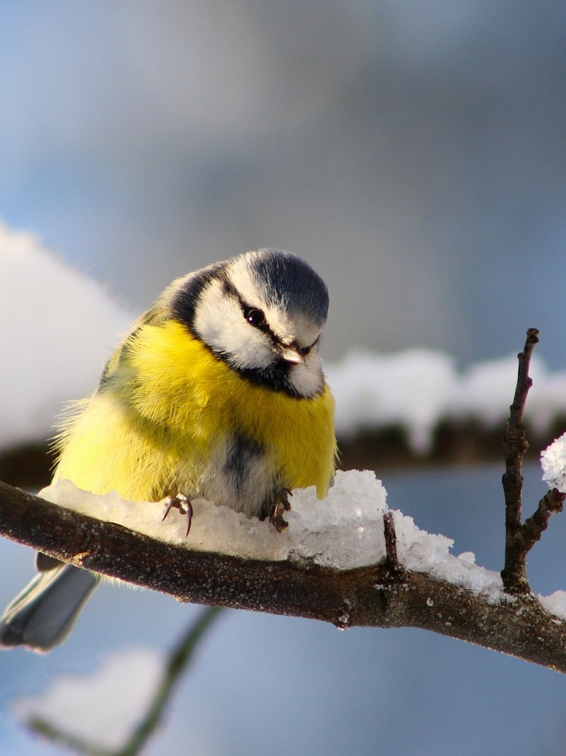 Синиц, Щеглов, снегирей, соек, чечеток, свиристелей