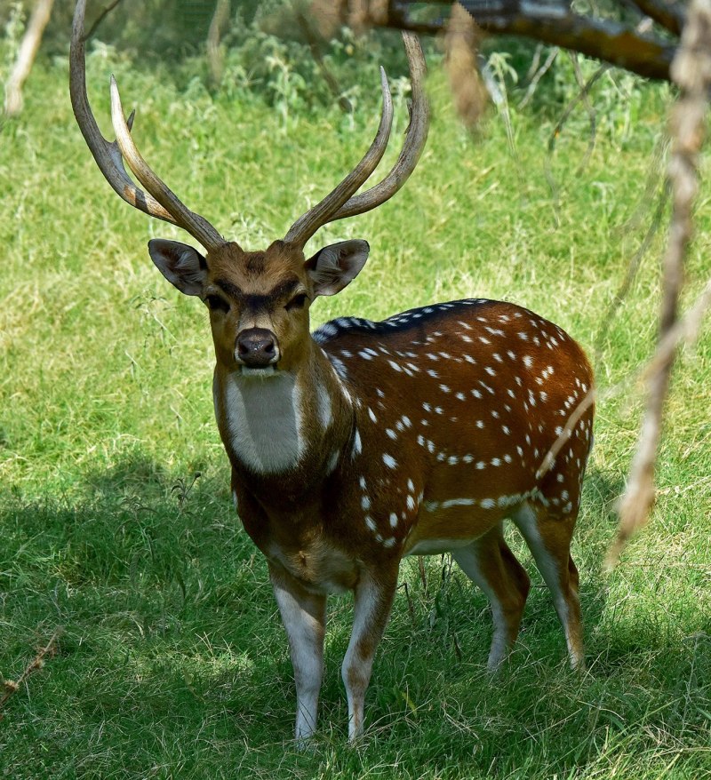 Аксис (олень)