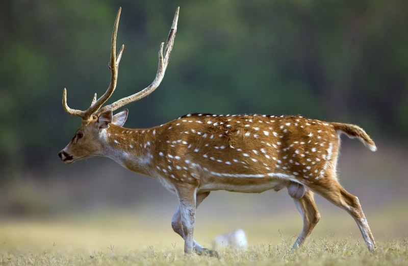 Пятнистый олень Аксис