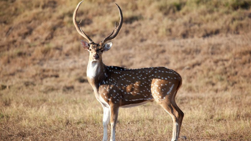 Аксис индийский олень
