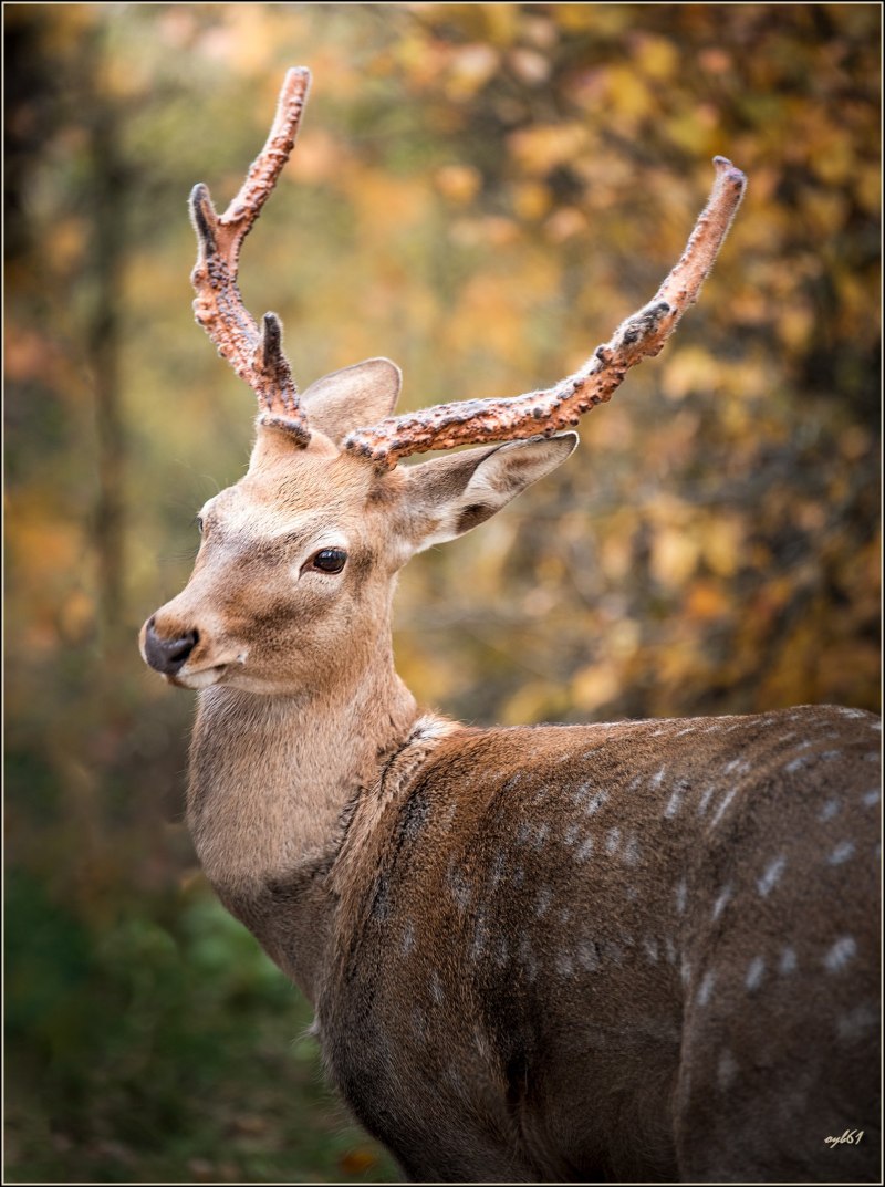 Пампасный олень