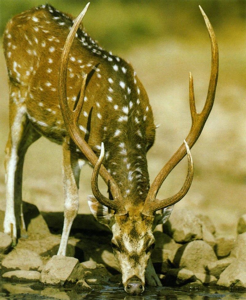 Ленинградский зоопарк олени