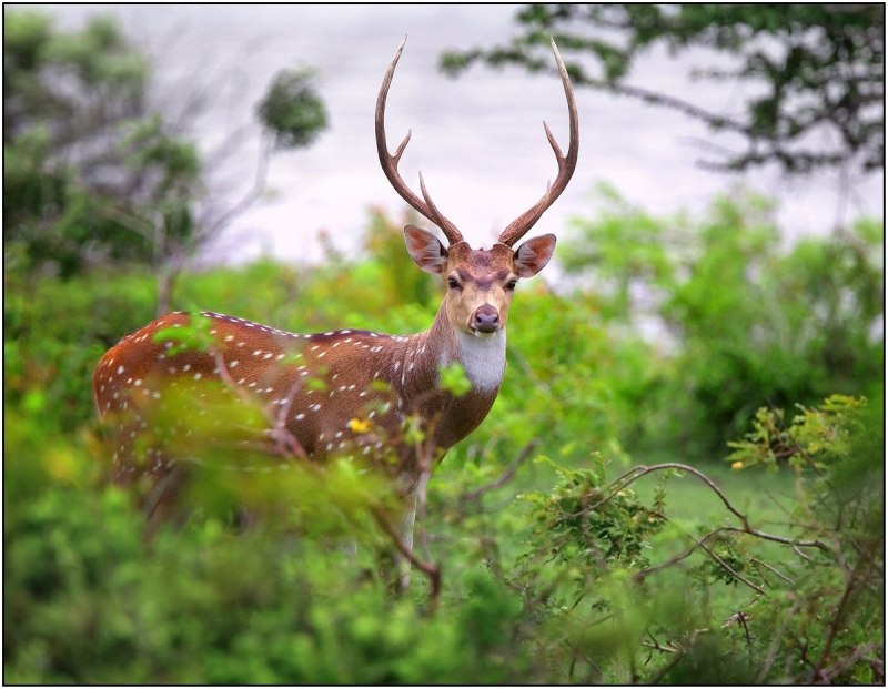 Олень читает