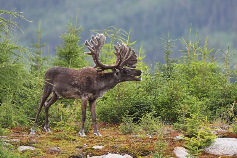 Лань Даниэль