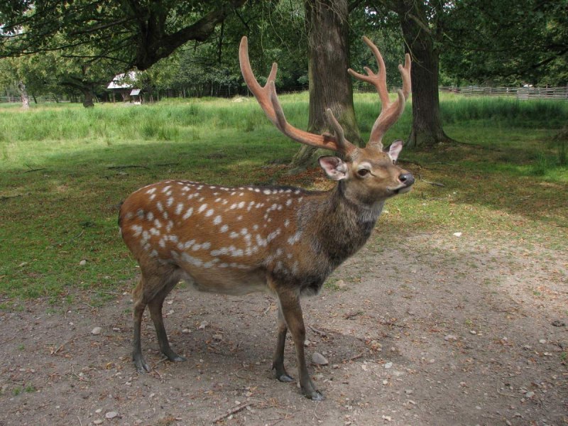 Маралы горный Алтай