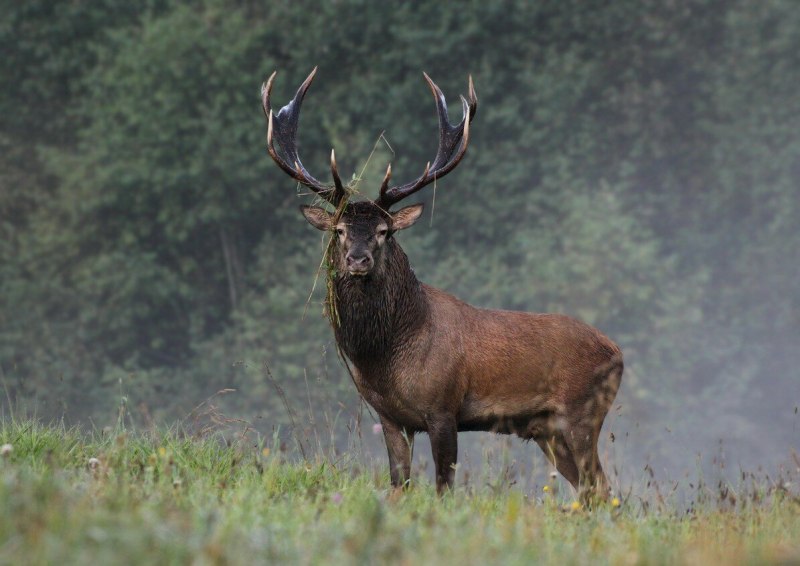 Сибирский Северный олень в Кузнецком Алатау