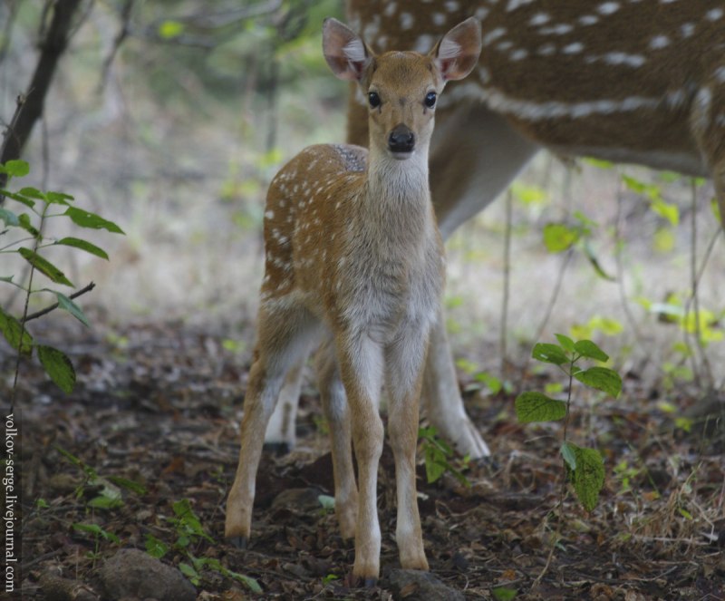 Хубрид Энималс
