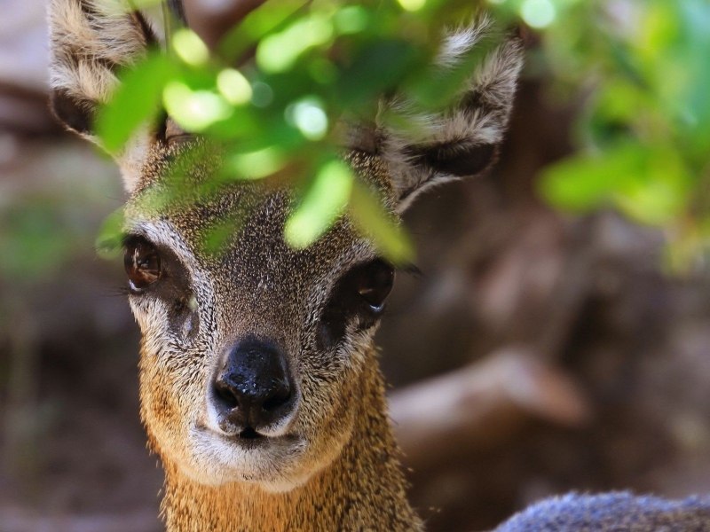 Олени Кыргызстана