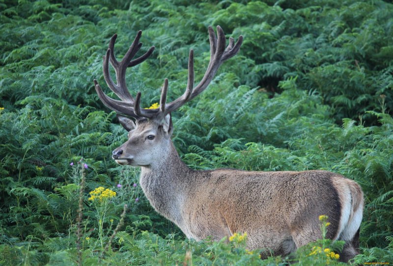 Аксис самка