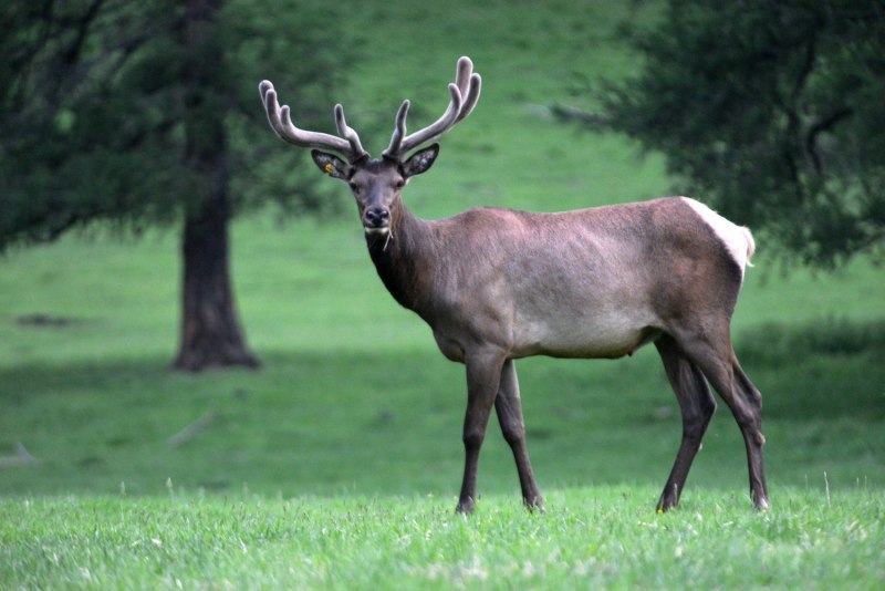 Африканская хохлатая антилопа