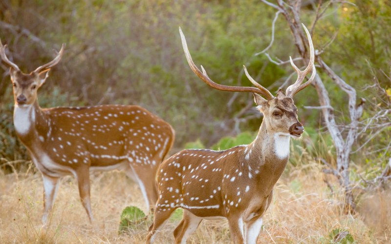 Азиатский олень Кроха