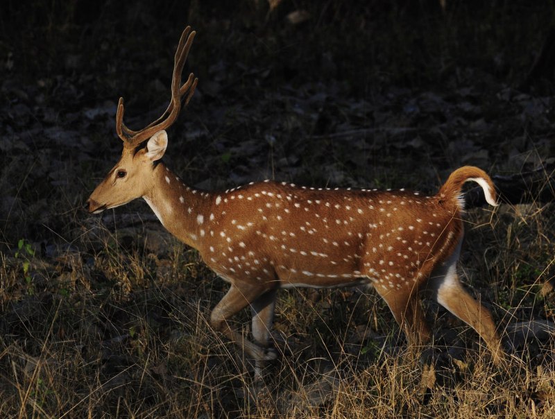 Tadoba National Park