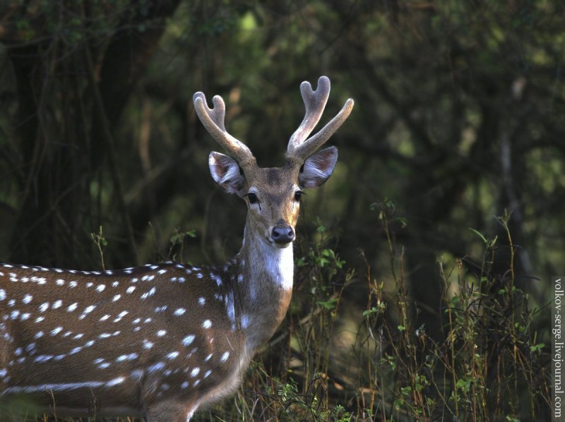 Пятнистый олень в прыжке