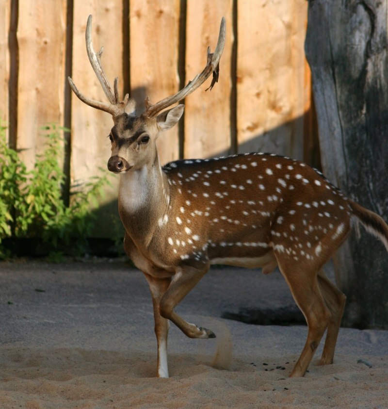 Благородный олень изюбрь