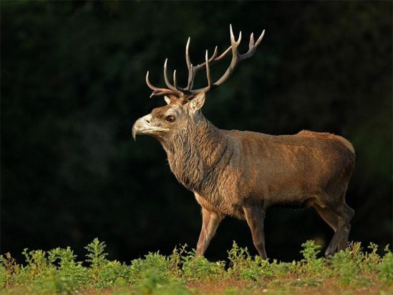 Аксис (олень)