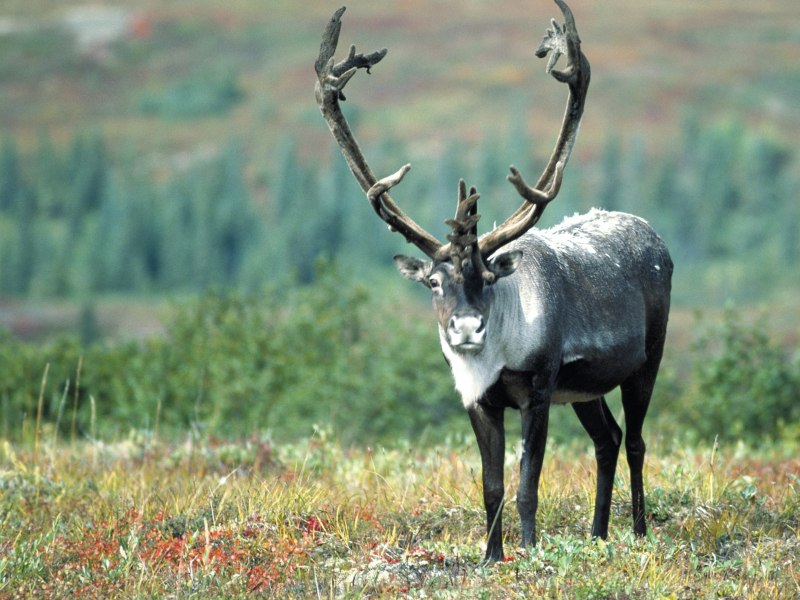 Чернохвостый олень Гранд каньон