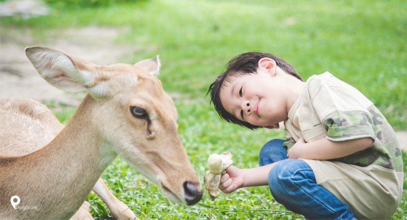 Индийский родич оленя