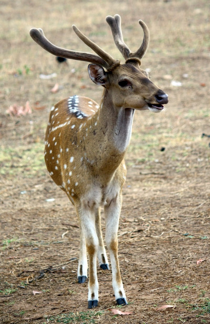 Пятнистый олень Аксис