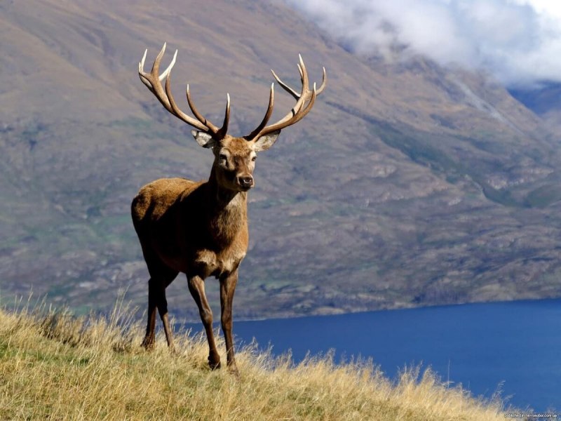 Благородный олень Марал