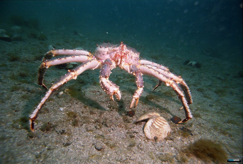 Краб Камчатский