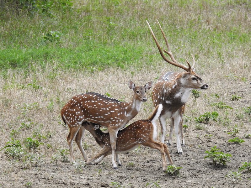 Аксис индийский олень
