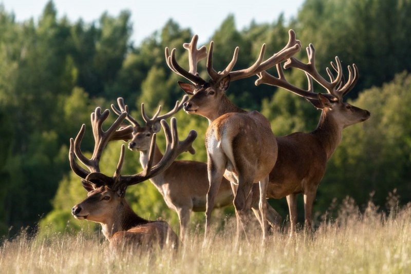 Сибирская кабарга