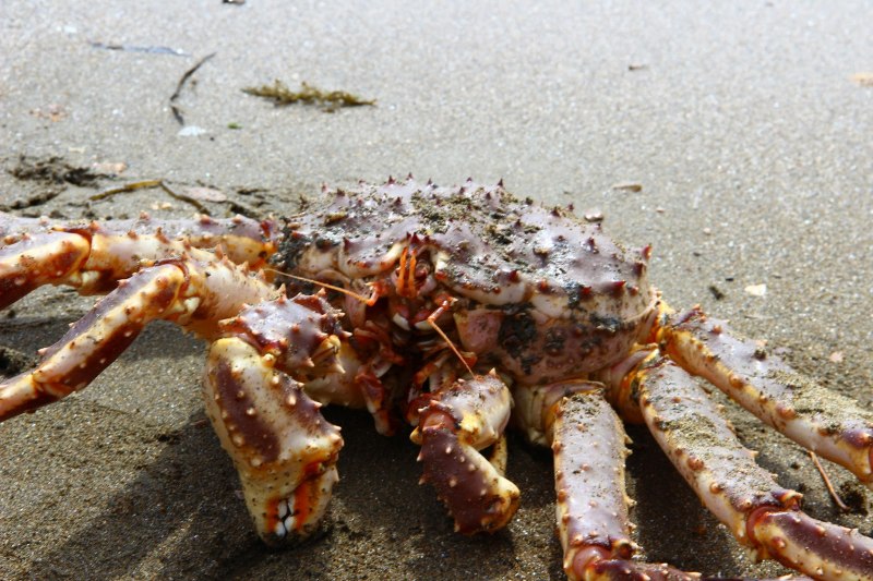 Камчатский Королевский краб
