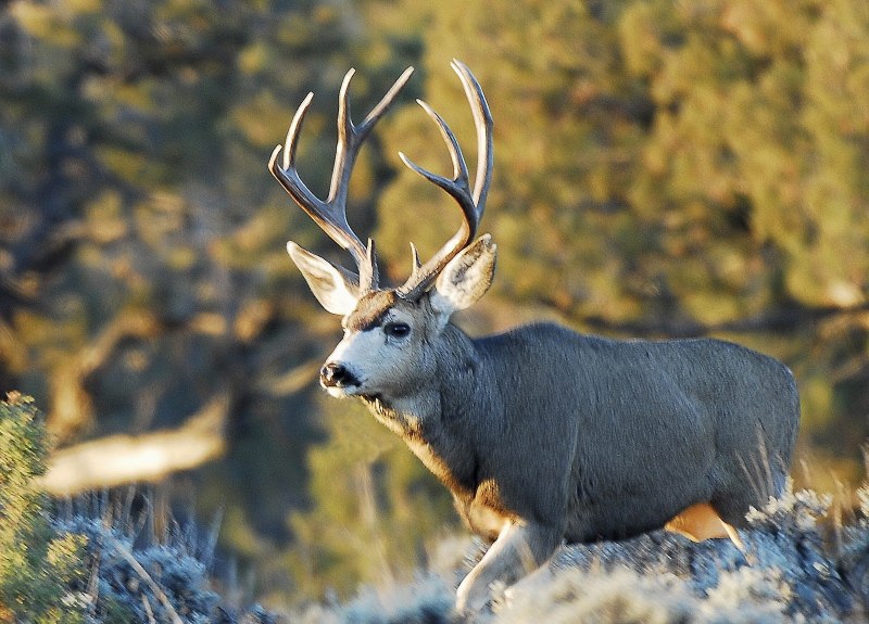 Верхушка центра Азии олень