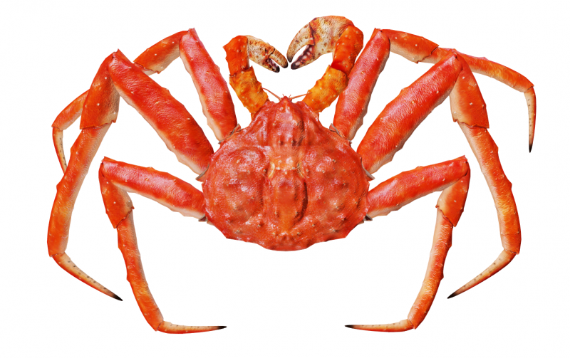 Королевский равношипый краб