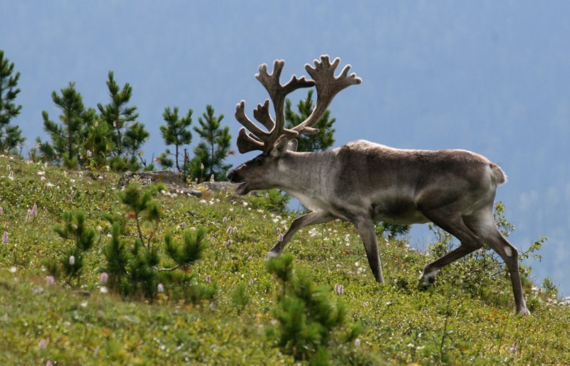 Благородный олень Евразии