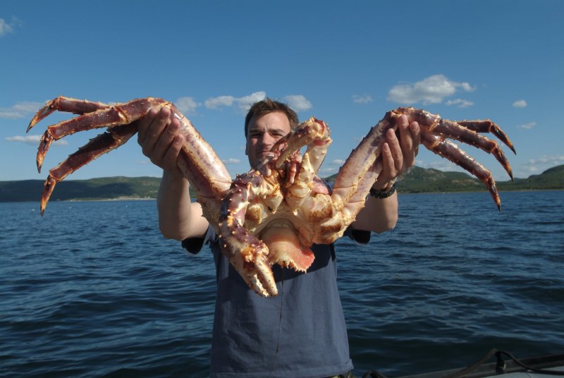 Сахалинский Королевский краб