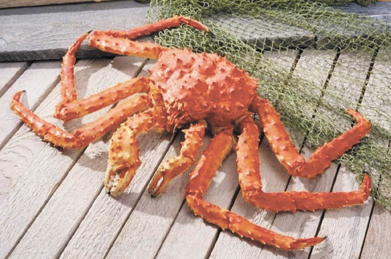 Дальневосточный Королевский краб