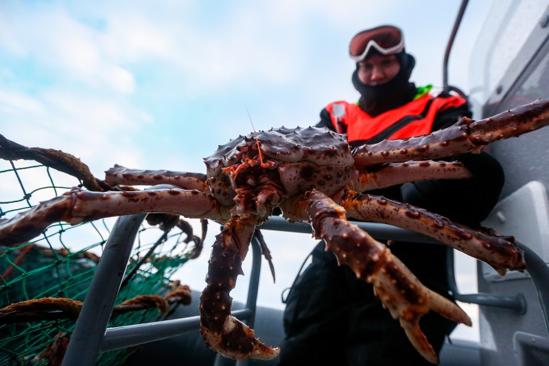 Дальневосточный краб Мурманск