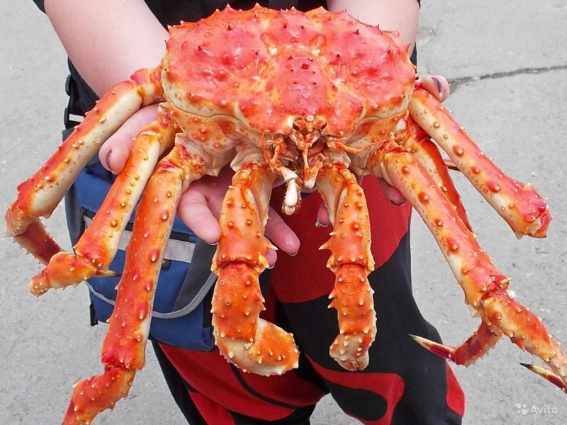 Сахалинский Королевский краб