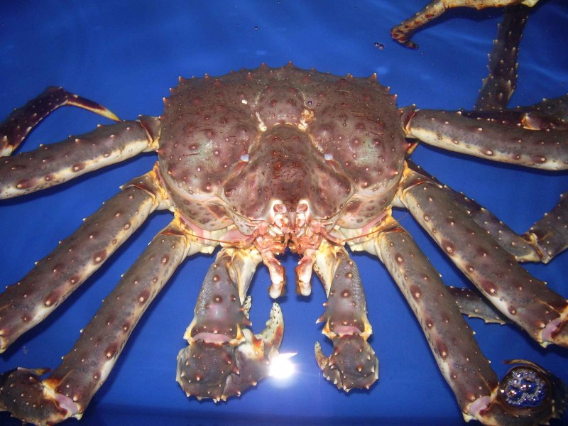 Камчатский Королевский краб