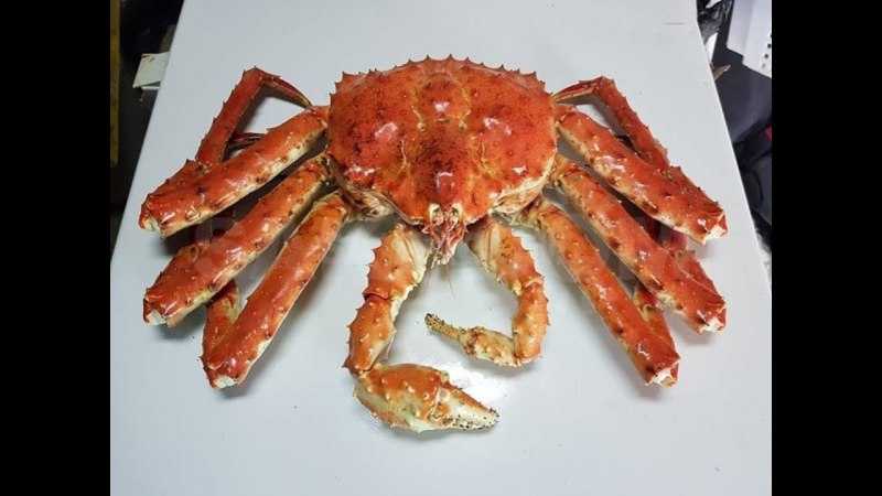 Аляскинский Камчатский краб