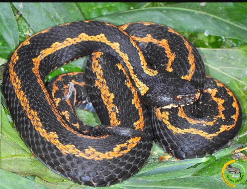 Гадюка Кавказская гадюка Кавказская