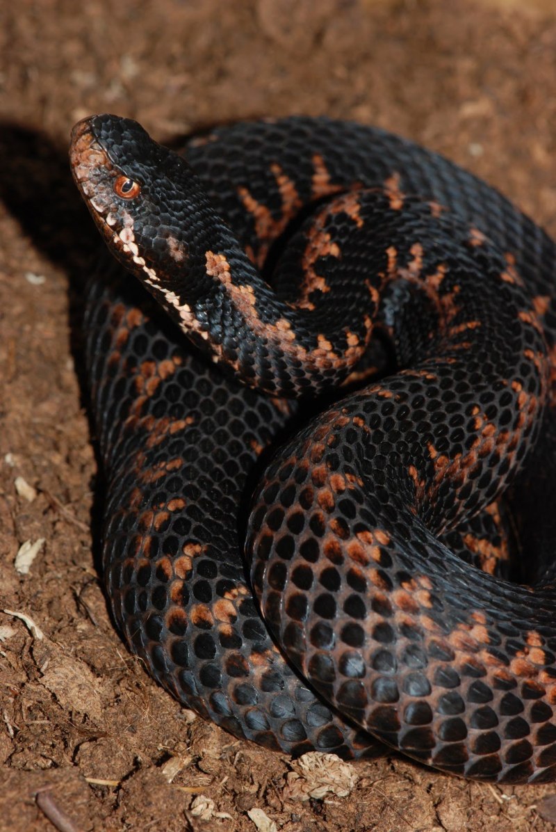 Кавказская гадюка Казнакова