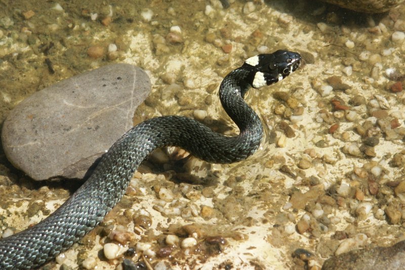 Полоз гадюка