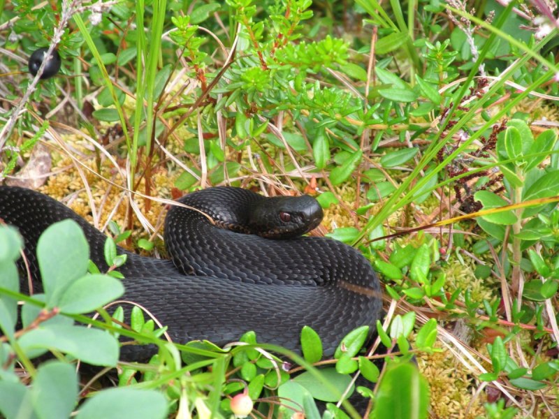 Полоз гадюка Кавказская