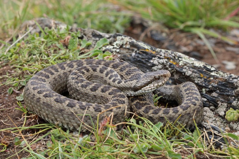 Змея гадюка Болотная