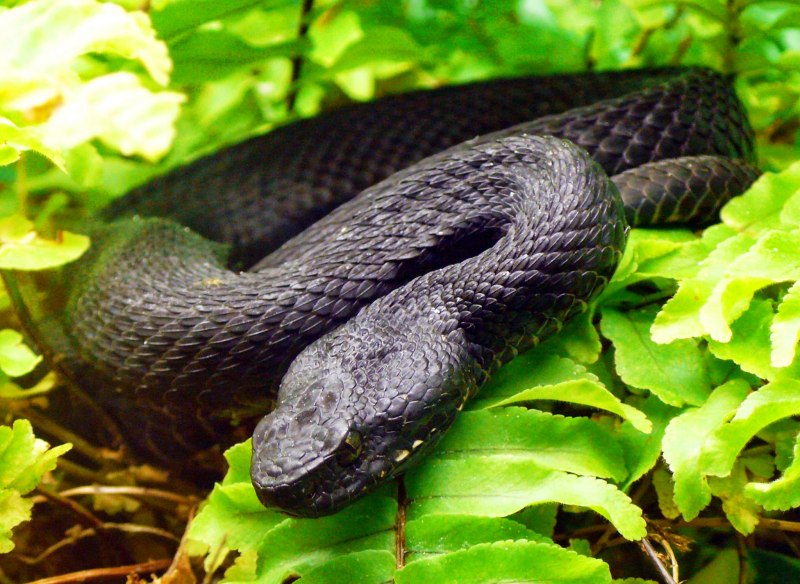 Кавказская гадюка Казнакова