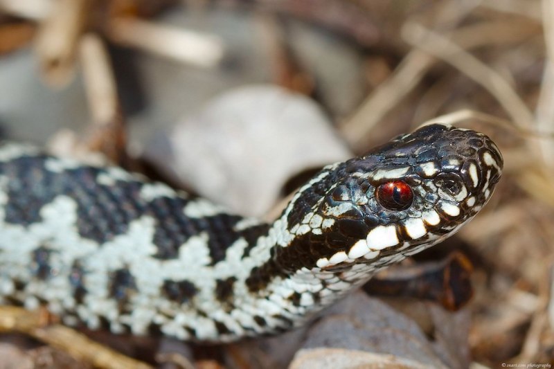 Асписовая гадюка