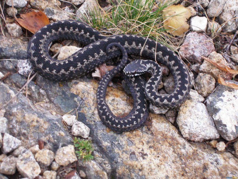 Гадюка Лотиева (Vipera lotievi)