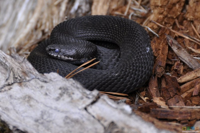 Чёрная гадюка змея