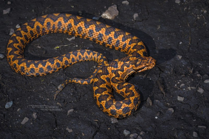 Гадюка Казнакова Краснодар