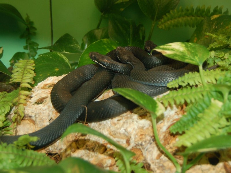 Гадюка Динника