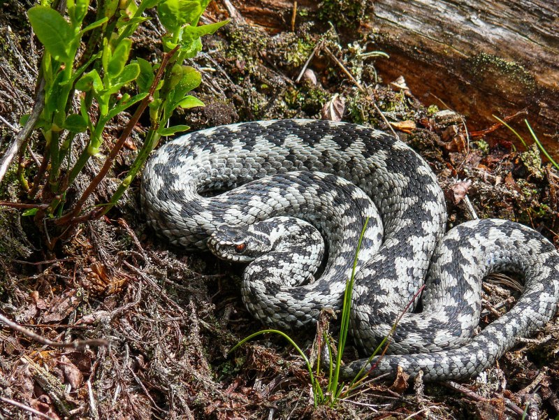 Змея гадюка обыкновенная