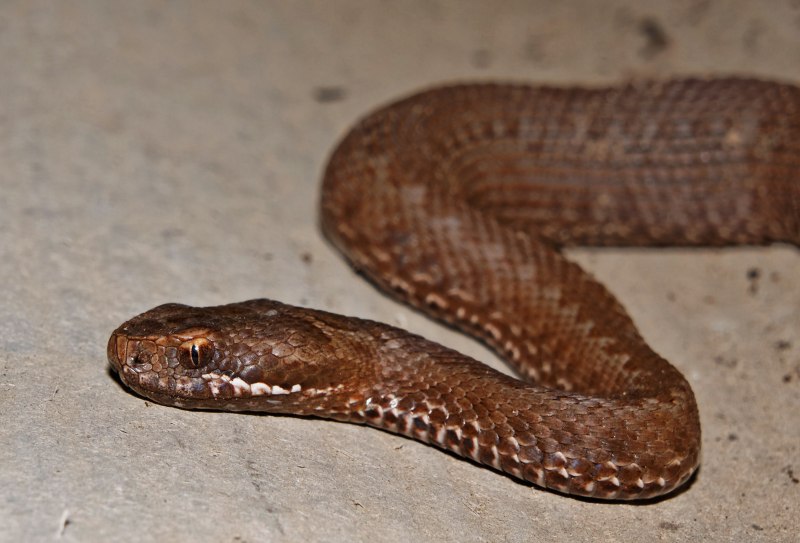 Гадюка Лотиева (Vipera lotievi)